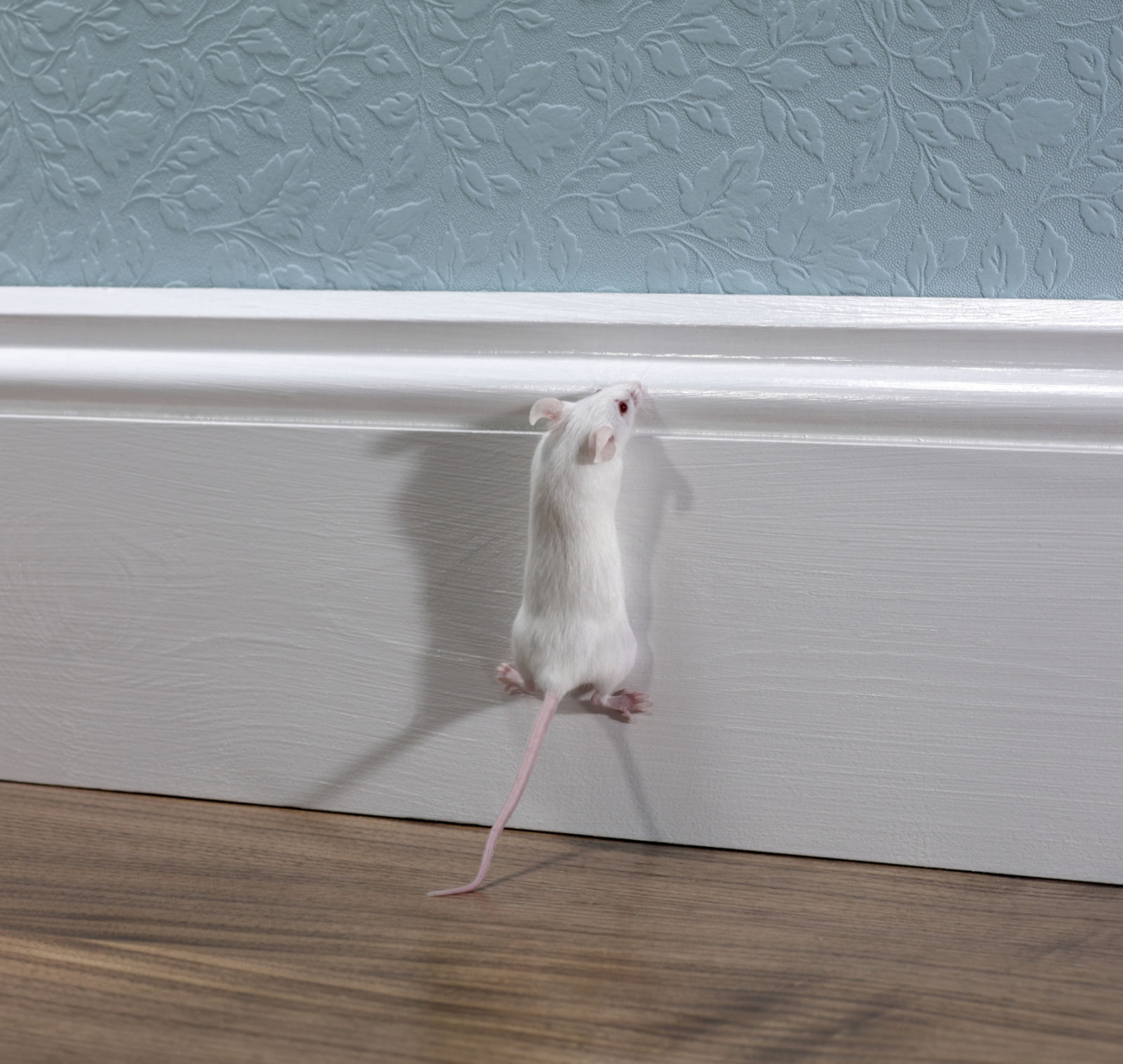 Sounds Your House Shouldn't Make Signs Your Home Needs Repair