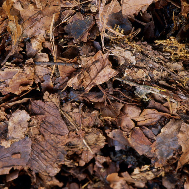 Why You Should Mulch Your Leaves and Leave 'Em on Your Lawn This Fall