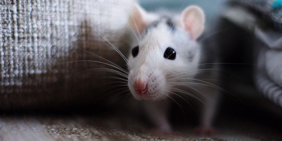 Mouse in the house science project Mouse in the house science project