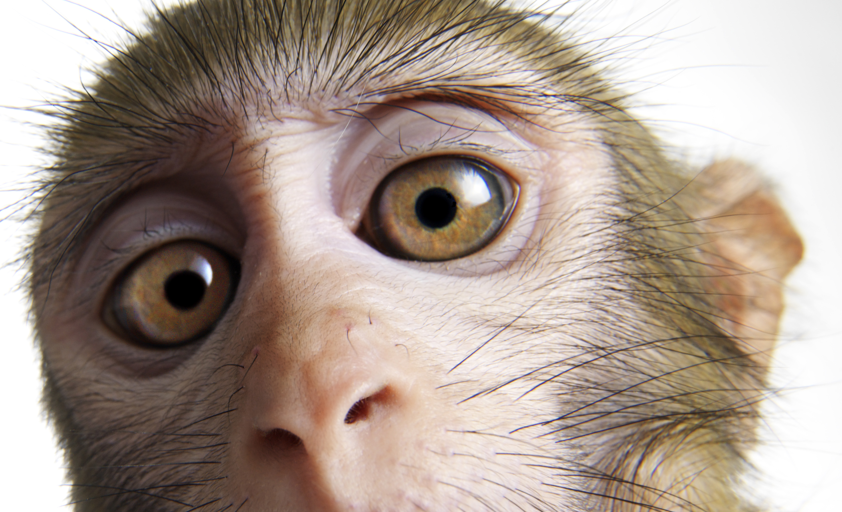 LabGrown Cells Restore Sight to Blind Monkeys