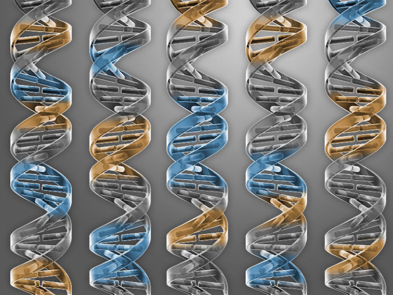 【洋書】Biotechnology and the Human Genome The Human Genome Project: What Does Decoding DNA Mean for Us? by