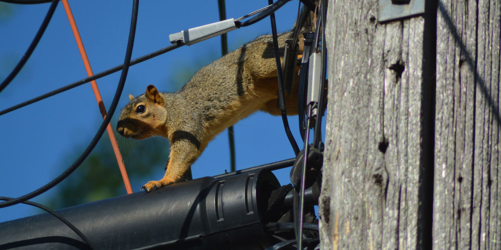7 Animals That Caused Power Outages