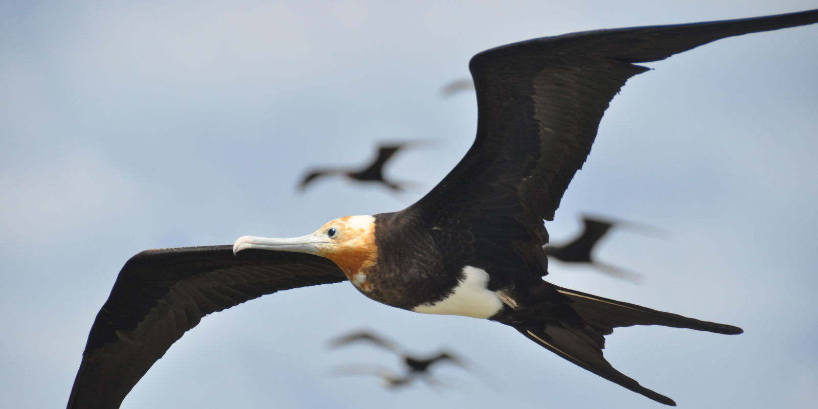 How This Bird Stays in Flight for What Feels Like Forever