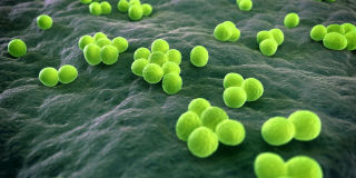 WHO Ranks the World's Most Dangerous Bacteria