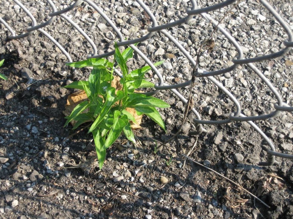 weeds
