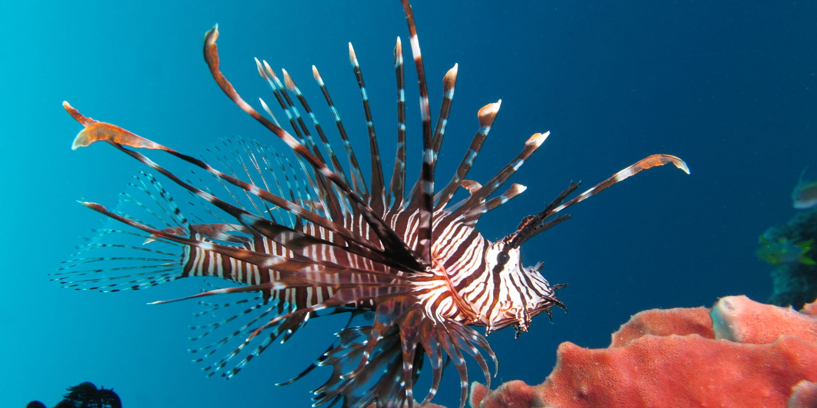 Who Buys Used Cars >> Watch A Guy Shoot Invasive Lionfish With A Glock 9mm Who Buys Used Cars >> Watch A Guy Shoot Invasive Lionfish With A Glock 9mm