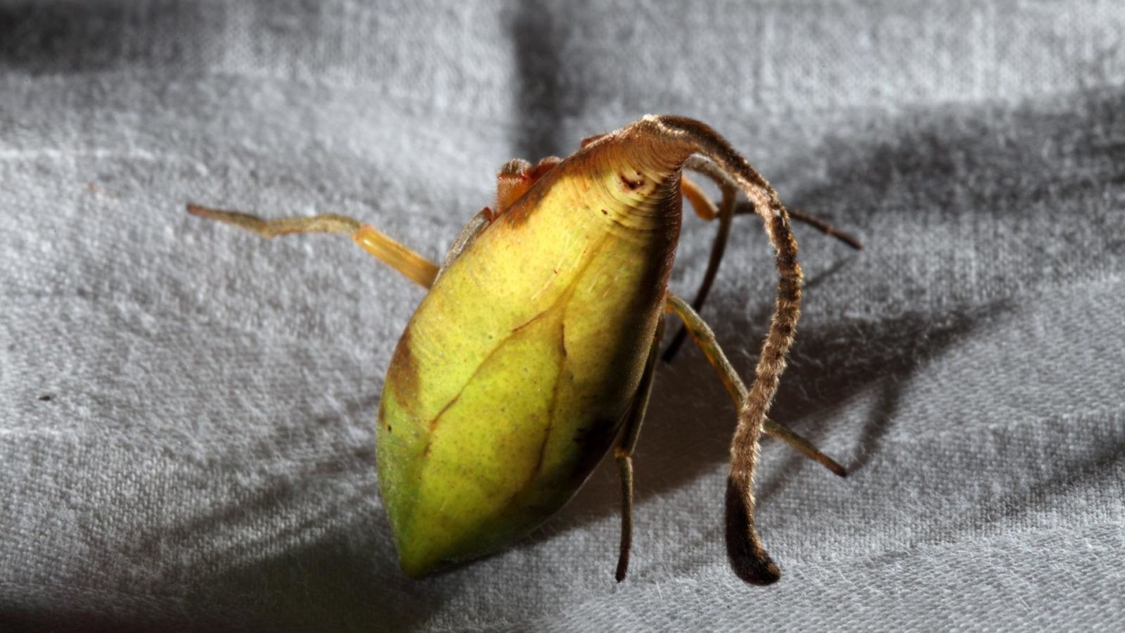 Newly Discovered Spider Looks Suspiciously Like a Leaf