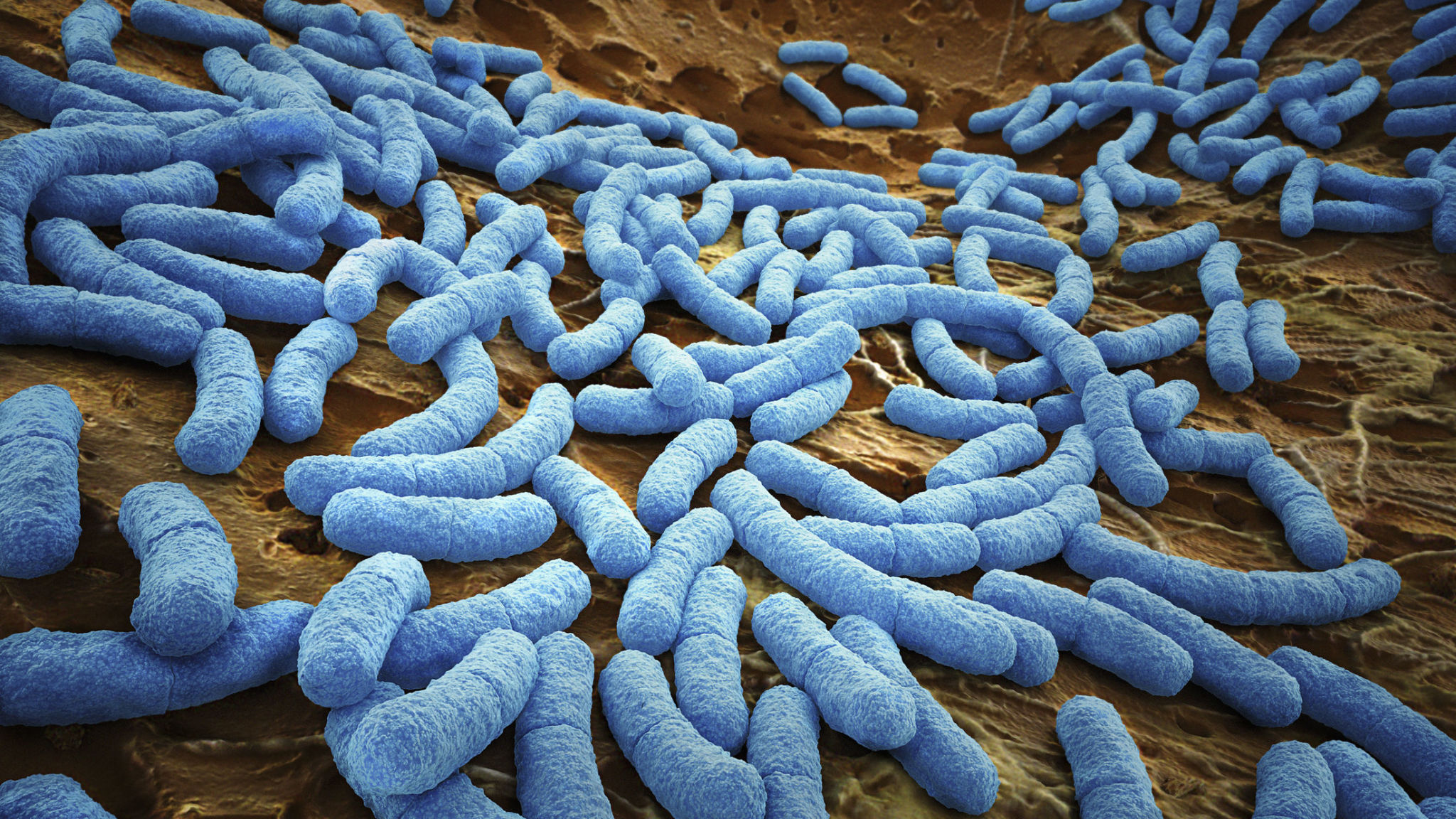 K.WORKS Bacteria 【V2】Nano【39】 nice!nano v2.0 now in stock! Add wireless, battery and zmk support