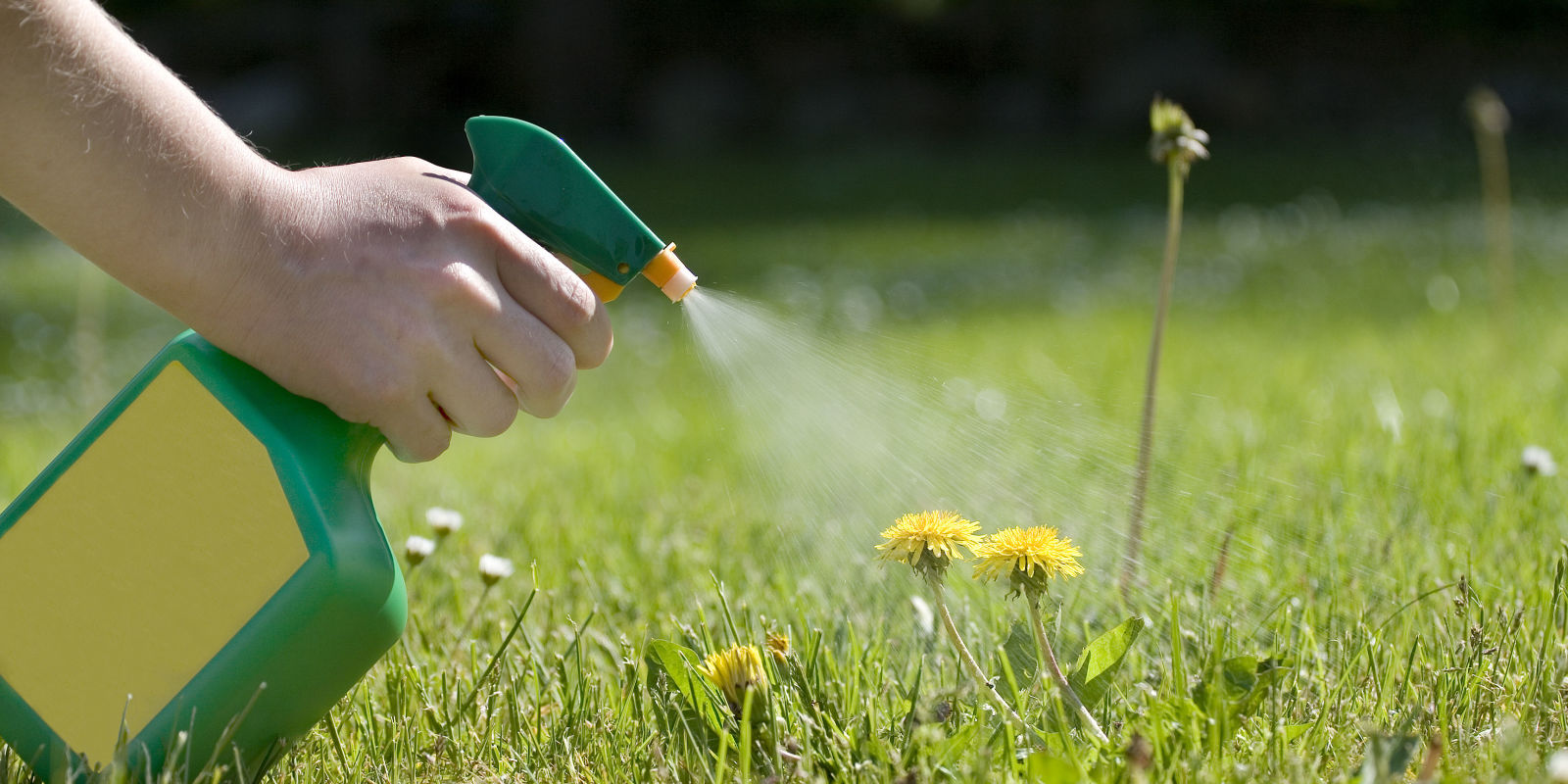 Best Weed Killer for Your Lawn How to Kill Weeds this Spring