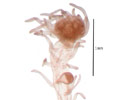 This new polyp species,Tubiclavoides striatum, was found on mud volcanoes, inactive carbonate chimneys, and cold-water strands in the Gulf of Cadiz (part of the Atlantic bordering Portugal, Spain and Morocco).