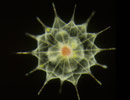 The acantharians are one of the four types of large amoebae that occur in marine open waters. "Large" in this case is relative, as this microscopic creature is have skeletons made of a single crystal of strontium sulfate that quickly dissolves in the ocean water after the cell dies. Together with other microscopic organisms, though, amoebas like this account for most of the biomass on Earth.