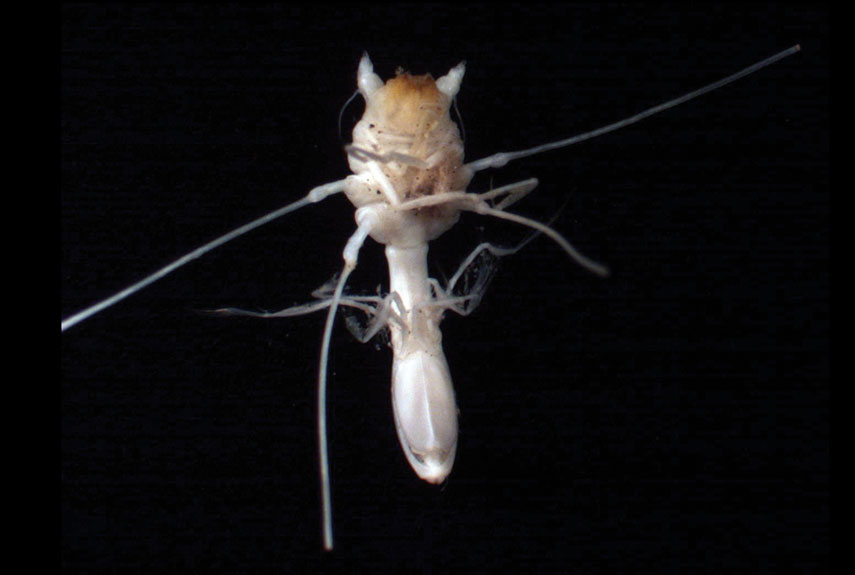 A virus? An alien? Nope. It's a Munnopsis isopod crustacean, and even scientists haven't figured out more than that about this deep Southern Ocean denizen, yet. Isopods are ancient creatures (they've been on Earth, in one form or another, for 300 million years or so). They have seven pairs of legs and on land, you might be familiar with their cousins, the pill bugs. Nothing on land (and little in water) looks like this guy, though.