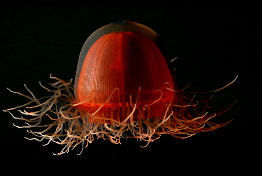 Crossota norvegica, a jellyfish, collected from the deep Arctic Canada Basin.