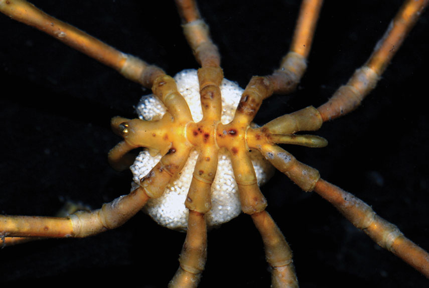 Found in the Antarctic, this male pycnogonid spider (or a distant relative of a spider, anyway) is bearing its own eggs. See more bizarre Antarctic sea creatures.