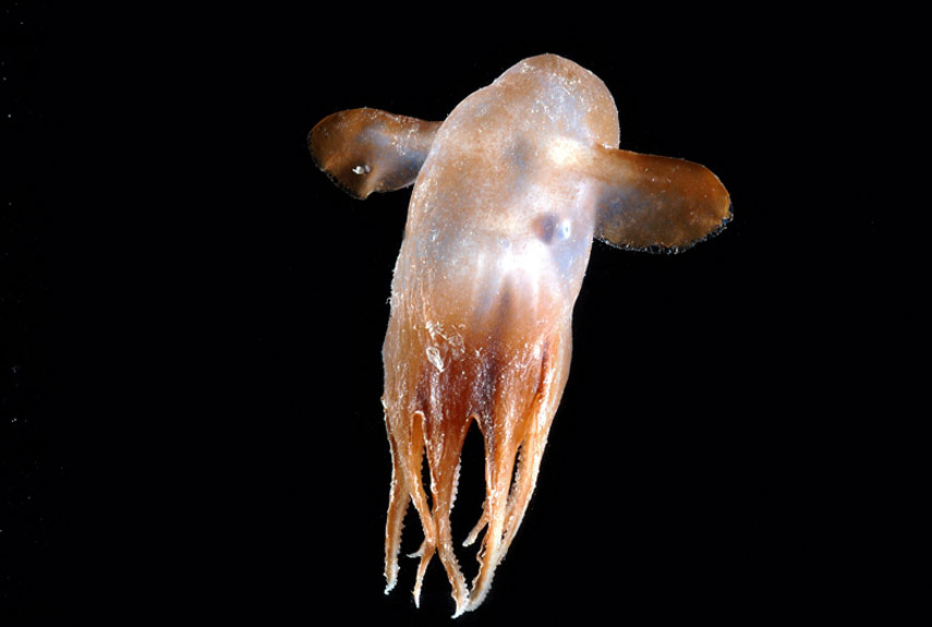 This Grimpoteuthis octopus found over the Mid-Atlantic Ridge, is affectionately called Dumbo because of the way it flaps its ear-like fins to swim.