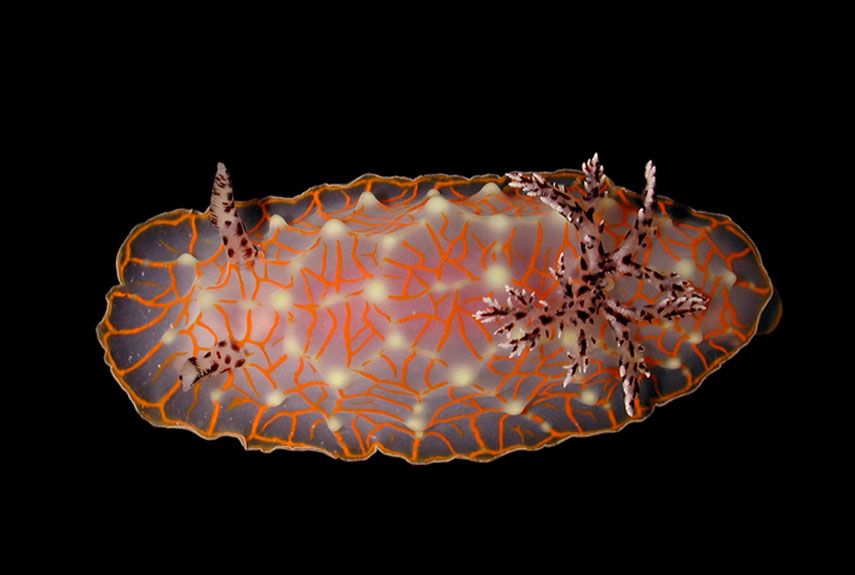 Something like a snail without a shell, nudibranch molluscs are known for their bright colors. This golden lace nudibranch, Halgerda terramtuentiss, was collected in the waters of the Northwestern Hawaiian Islands.