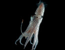 This jewelled umbrella squid, Histioteuthis bonnellii, is found a mile deep or deeper above the mid-Atlantic Ridge.