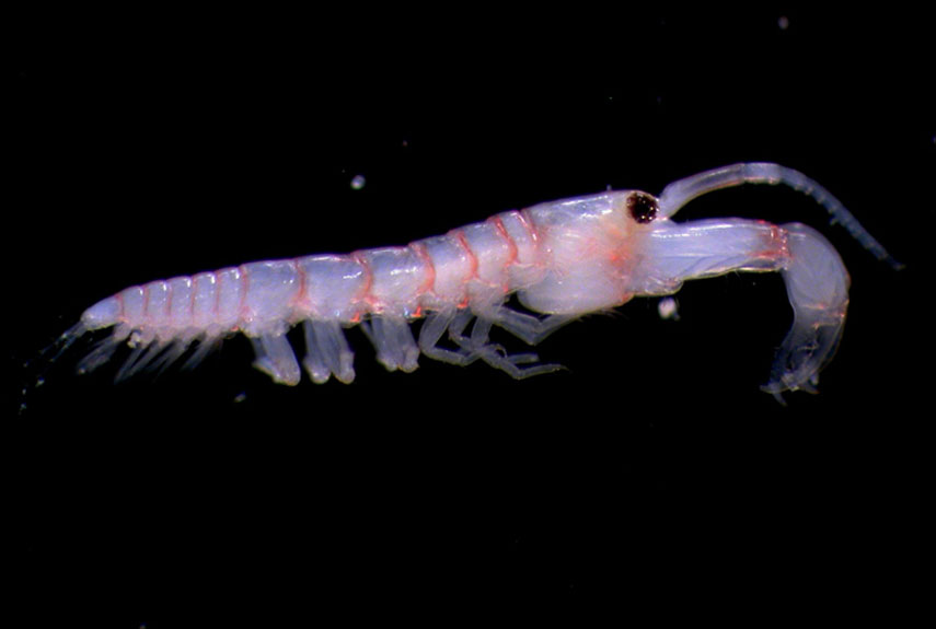 This newly discovered species of crustaceans known for its delicate claws, Leptocheliidae sensu lato, was found near the Great Barrier Reef's Lizard Island.