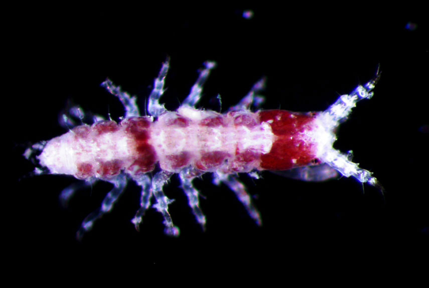 This potentially new species of Metapseudes was found in abundance among the coral rubble at Ningaloo, Western Australia. What is it, exactly? Well, it's an arthropod, meaning it's somewhat related to insects, crustaceans, spiders, scorpions, and centipedes. Of course, that's not saying much, since there are more arthropod species on Earth than all other phyla combined.