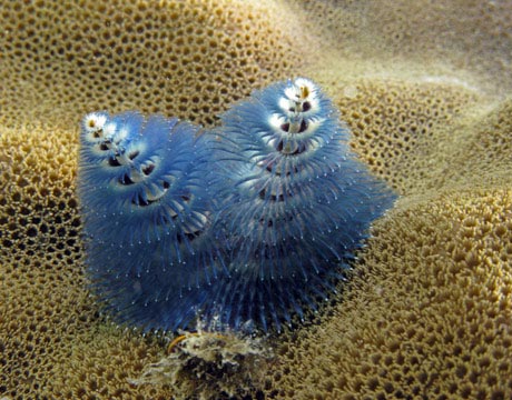 Scientists found this strange creature at the Great Barrier Reef's Lizard Island and named it, aptly, the Christmas tree worm. One better might have been "fake plastic Christmas tree worm," but it's still a pretty good name. (Scientists also refer to it as Spirobranchus giganteus). The spiral "branches" are actually the worm's breathing and feeding apparatus. The worm itself lives in a tube, and it can withdraw its tree-like crowns if threatened.
