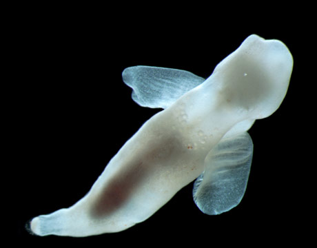 We wouldn't be surprised to find that sea angels are in the same family as, say, the mythological Sirens. They're called angels, but are actually a predatory sea snail. This particular specimen, Platybrachium antarcticum, "flies through the deep Antarctic waters hunting the shelled pteropods (another type of snail) on which it feeds," according to the Marine Census of Life.