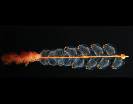 Like a multi-stage rocket, this bizarre microscopic creature, Marrus orthocanna is made up of multiple repeated units, including tentacles and multiple stomachs. Never heard of a physonect siphonophore? That's what this is. It's something like a jellyfish, and is more closely related to the Portugese man o'war. One interesting thing about it: Like ants, a colony made up of many individuals has attributes resembling a single organism.