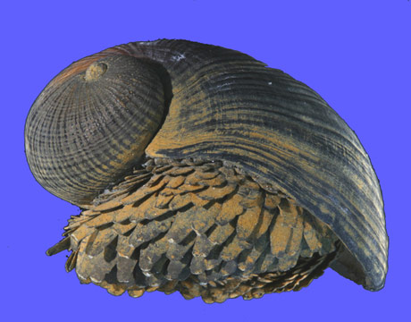 There's no other snail in the world armored like the Crysomallon squamiferum, which was found over a hydrothermal vent deep in the Indian Ocean. The multilayered structure of the shell is called "unlike any other known natural or synthetic engineered armor."