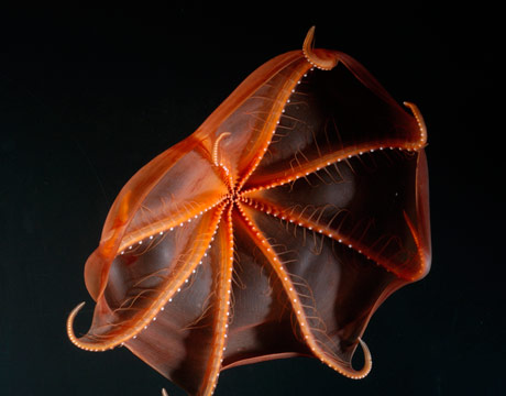 One of the few known octopods known to be bioluminescent (glow with its own light) this Stauroteuthis syrtensis octopus was found about a half mile deep in the Gulf of Maine. Photophores (light-emitting organs) may be positioned to fool prey into swimming right into the mouth of the hunter.
