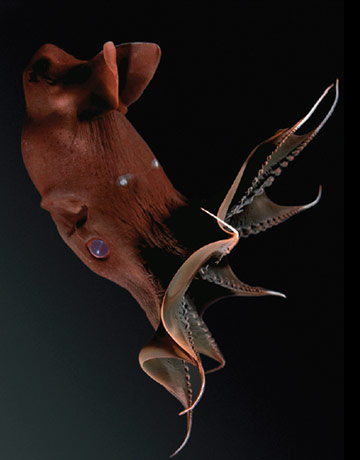 It lives in Monterey Bay and is called the vampire squid (and it appears to deserve the name). What else do you need to know?