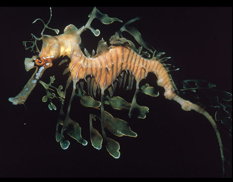 Found along the southwestern coast of Australia, the leafy seadragon, Phycodurus eques, uses its fins not only to propel it through the water, but as camouflage to resemble a piece of drifting seaweed.