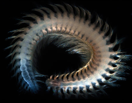 What do you get when a whale dies at sea? (It's not a joke or riddle.) You get a feast, if you're a polychaete worm like this newly discovered Vigtorniella found a about a half mile down on the floor of Sagami Bay, Japan.