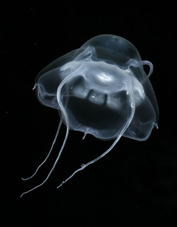 This hydromedusa, Bathykorus bouilloni, is common in the deep waters of the Arctic, about 3,300-feet deep. No one knew it, until robotic submarines investigated, though.