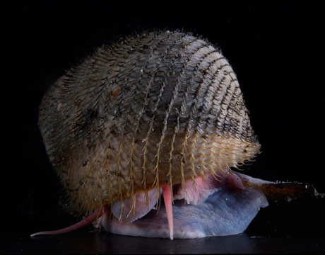 Another hydrothermal vent snail, this Alviniconcha snail was found at the Suiyo Seamount of the Tokyo Hydrothermal Vent. It's the only individual of its kind ever discovered.