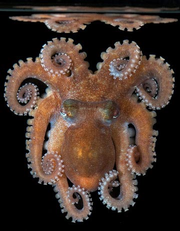 Another striking specimen discovered by the Marine Census of Life at the Great Barrier Reef's Lizard Island was this octopus.
