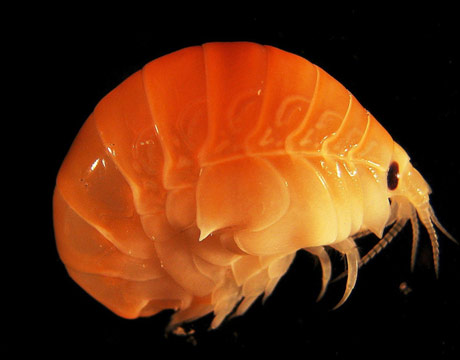 One of many new amphipods discovered by the Marine Census of Life, this Lysianassoid amphipod inhabits the waters near Elephant Island in the Antarctic. Like other tiny crustaceans, amphipods are a big source of food for larger creatures of the deep. See more bizarre Antarctic sea creatures.
