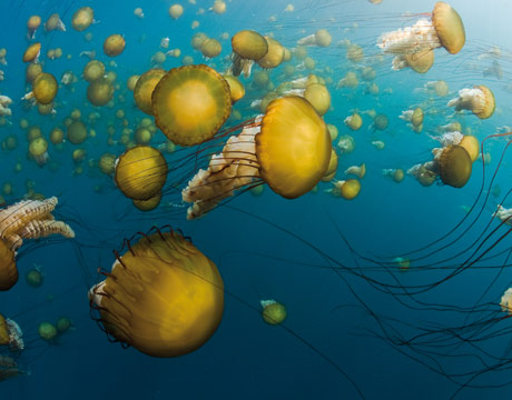 The image of swarms of sea nettles like these Chrysaora fuscescens in Monterey Bay, California, is so intense that they've been bred for aquariums. They do have a sting, though it's rarely a health risk for humans.