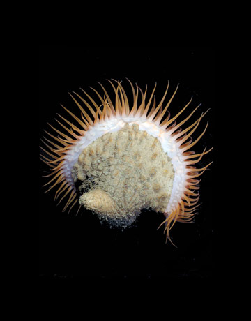 This Venus flytrap anemone of the genus Actinoscyphia was found in the Gulf of Mexico. Related to jellyfish, sea anemones get their name from the flower of the same name.