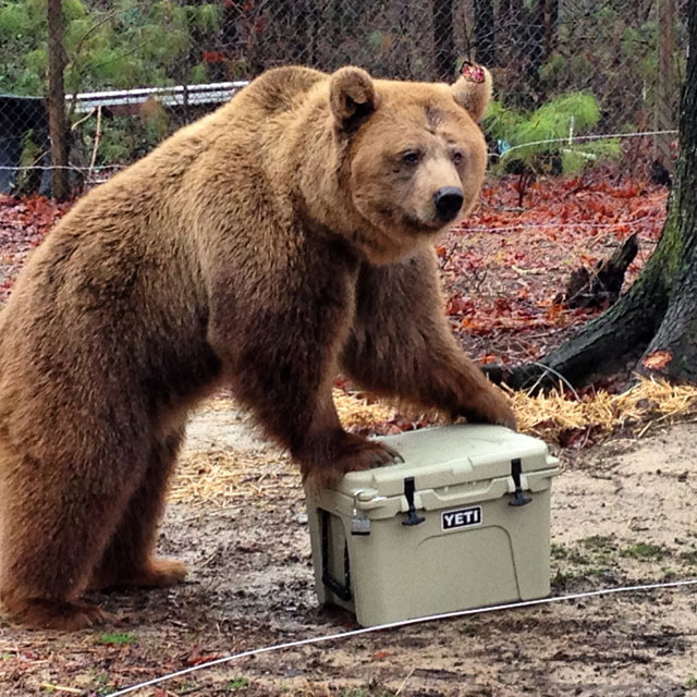 BearProof Coolers Can a Grizzly Bear Break Into These Coolers?