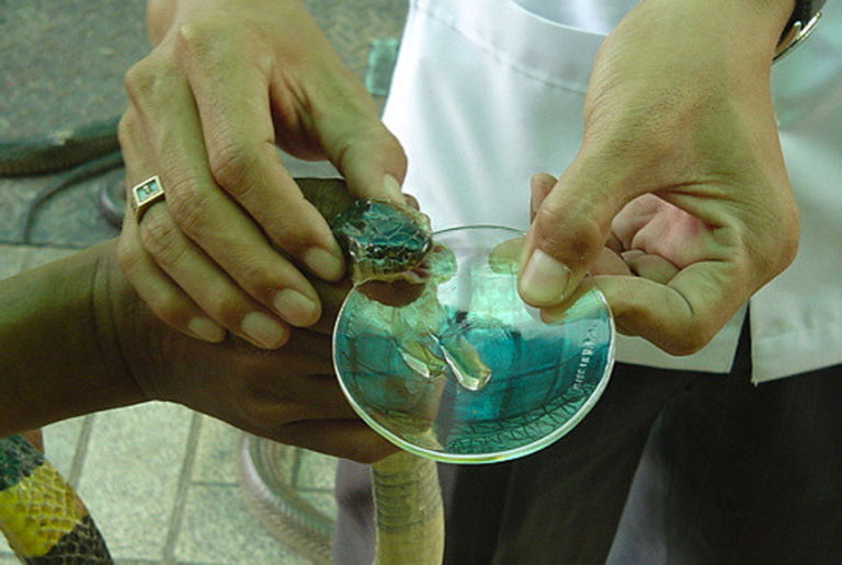 How to Make Antivenom — And Why the World is Running Out