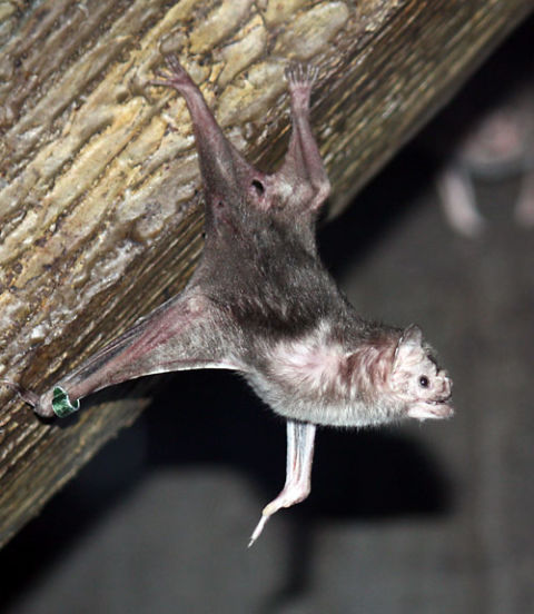 Five Reasons to Love Vampire Bats