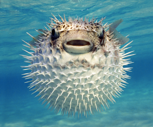 Pufferfish Aren't Holding Their Breath When They Puff Up
